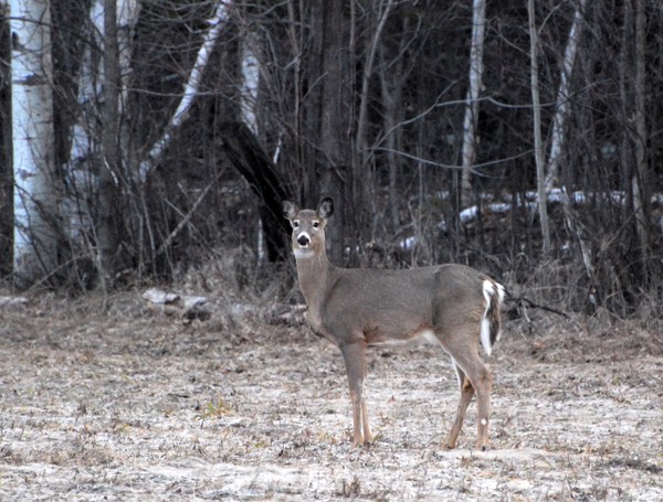 My First Spring Doe