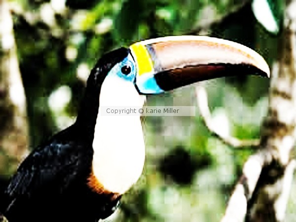 featherd friends 2
