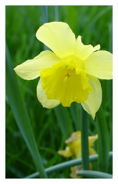 Daffodil
