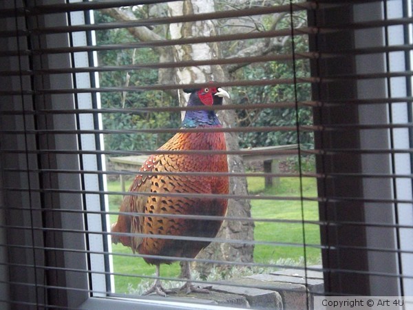 Outside the Office Window
