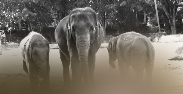 2 Baby Elephants With Their Mother