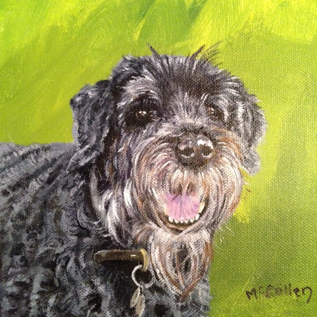 Ozzy the Giant Schnauzer