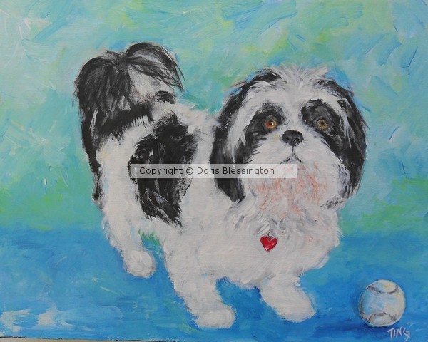 Shih-Tzu YODA