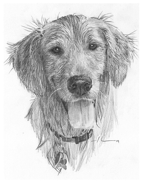 wp-lg wet dog drawing