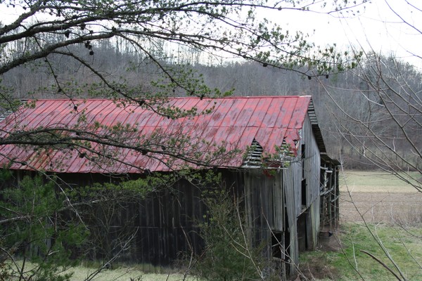 Nestled in The Woods