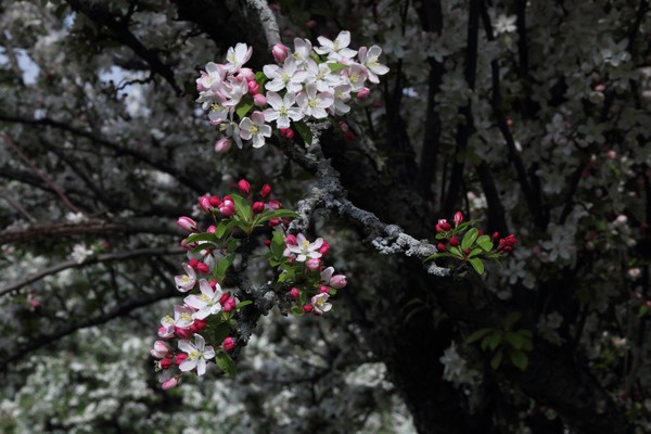 Blooming of a Tree (2)