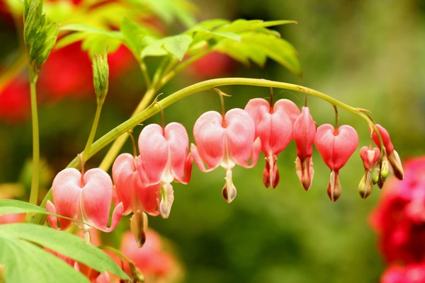 Bleeding Hearts