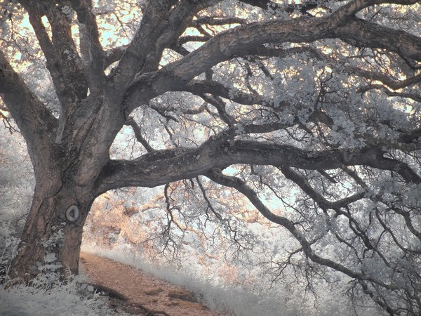 Big Oak