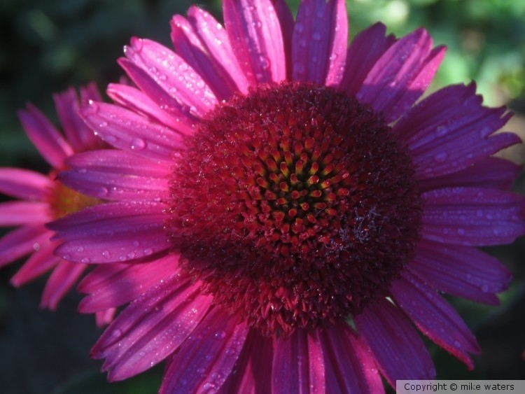 Cone flower