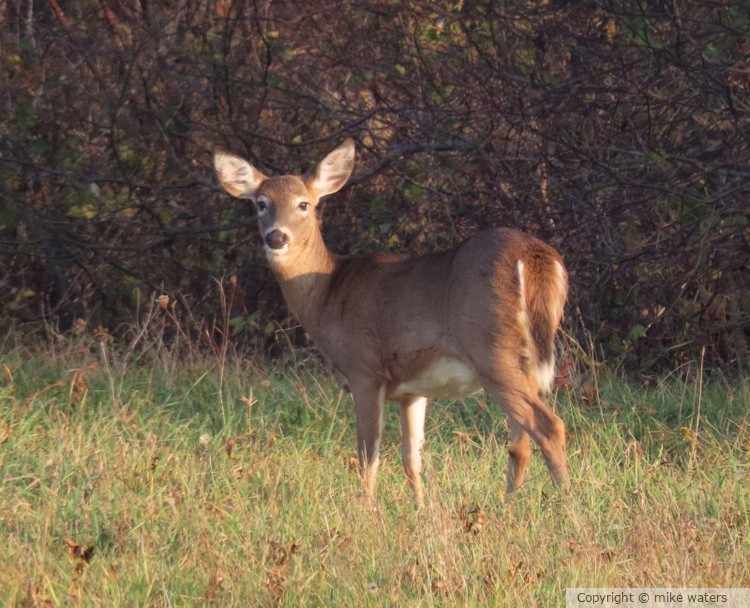 deer