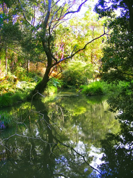 Pond Reflections