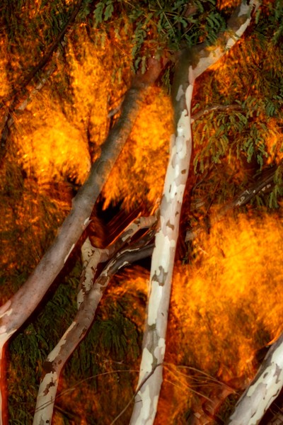 Street Light in a Leopard Tree