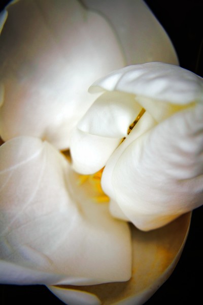 Floral Origami
