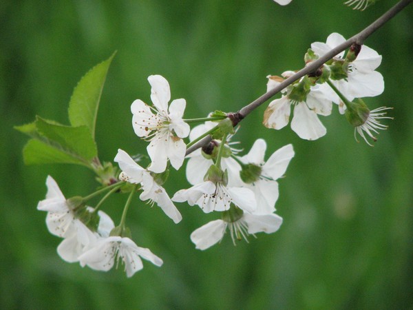 Cherry Blossoms
