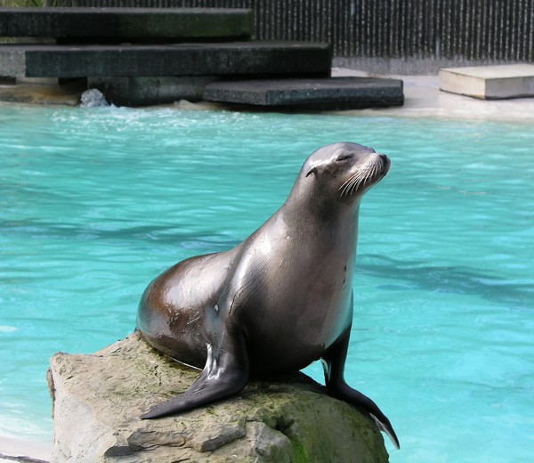 seal 1