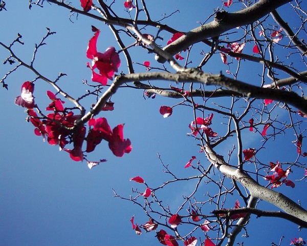 Scarlet leaves