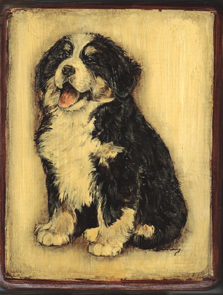 Bernese Puppy