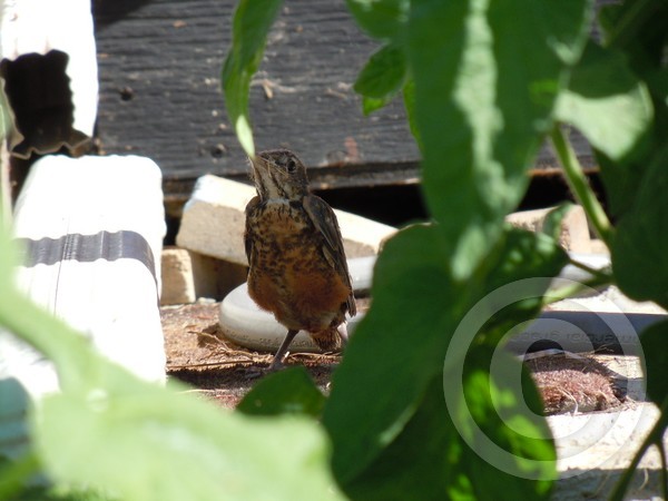 baby robin made the leap