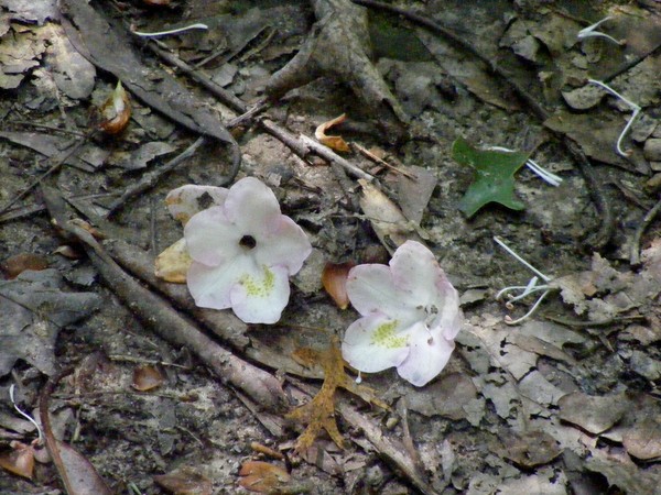 Mountain Laurel, fallen blossoms