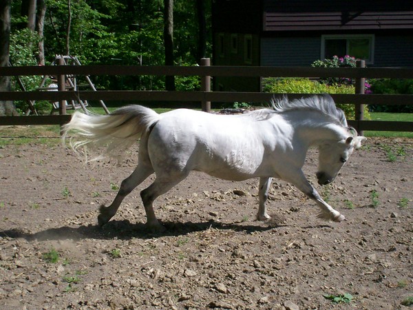 pony