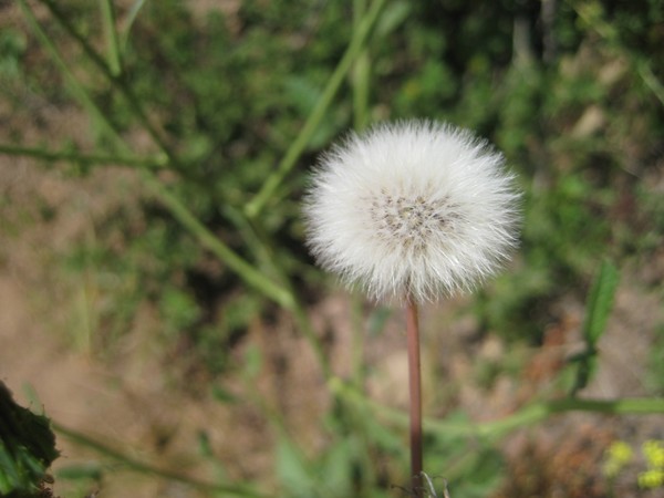 Make a wish
