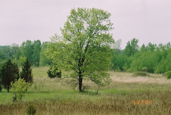 Green Tree