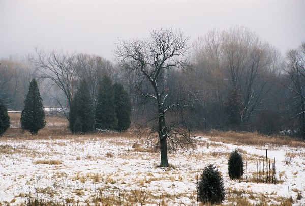 Trees In Wiscosnin