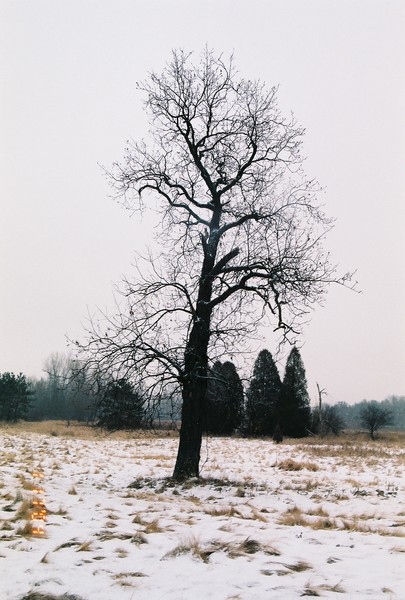 lonely tree in winter