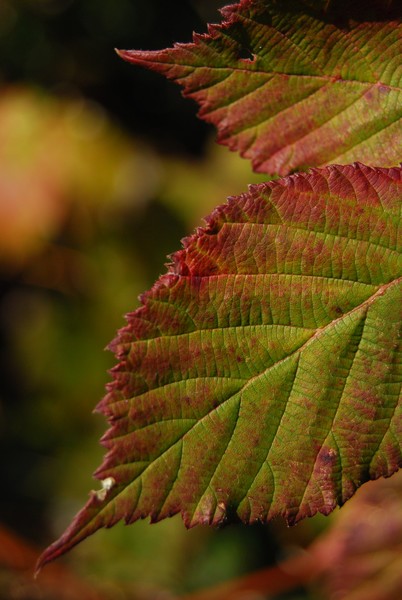 Red and Green