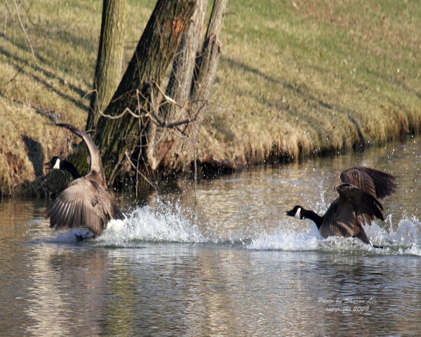 Goose Fight