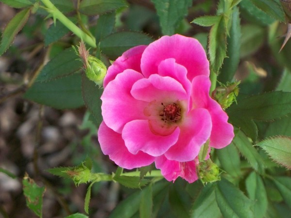 June Rose