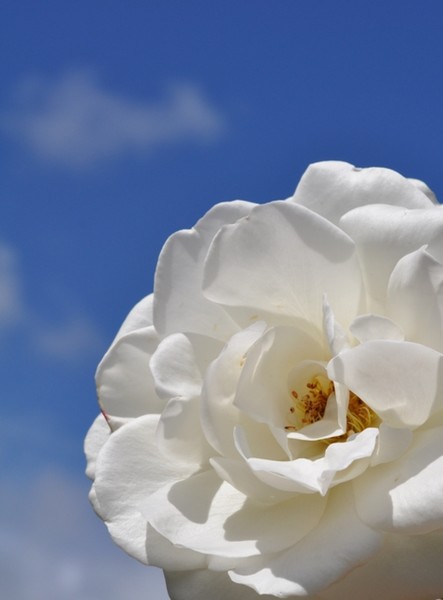White on Blue