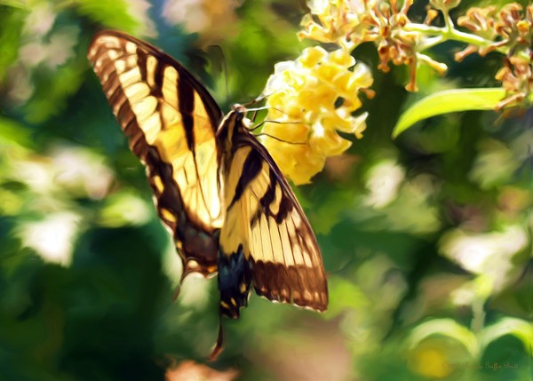 Swallowtail-digital painting-photograph-print