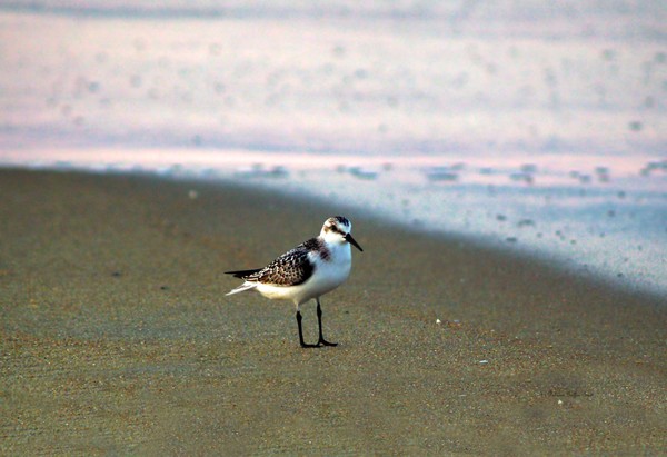 Sandpiper