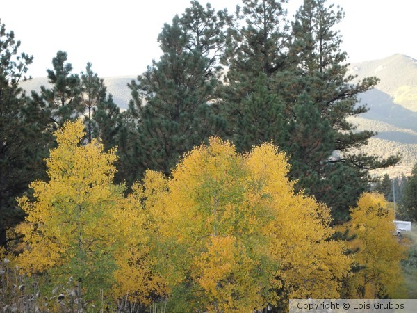 Fall Foilage Sept 2011 My camera 008