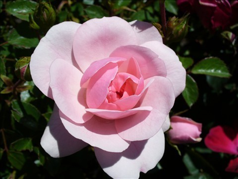 Pink Rose