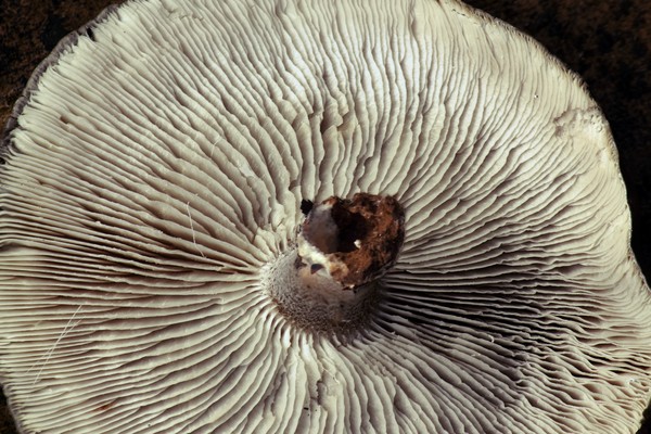 Fungi