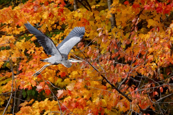 Blue Heron in Flight