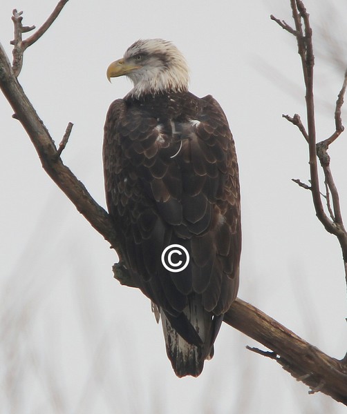 Adult Bald Eagle
