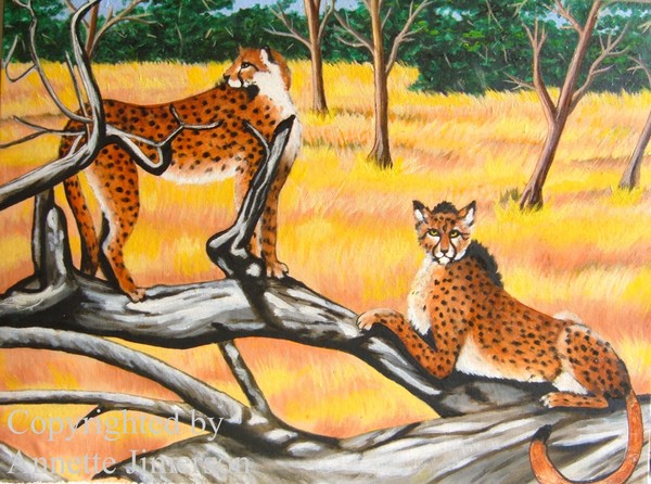 African Cheetahs