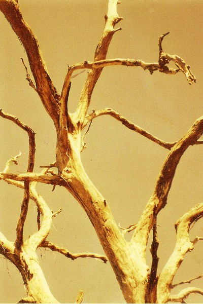 Dead Tree