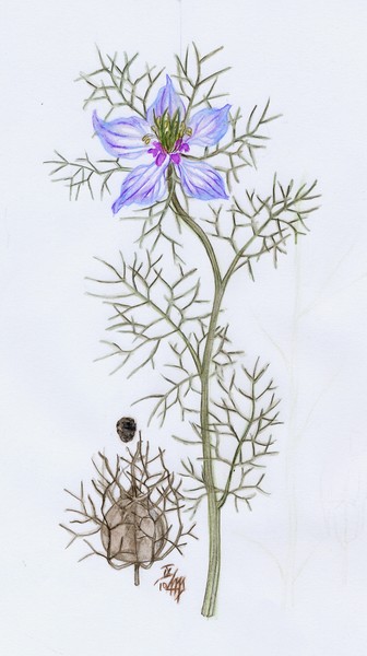 Love-in-a-mist