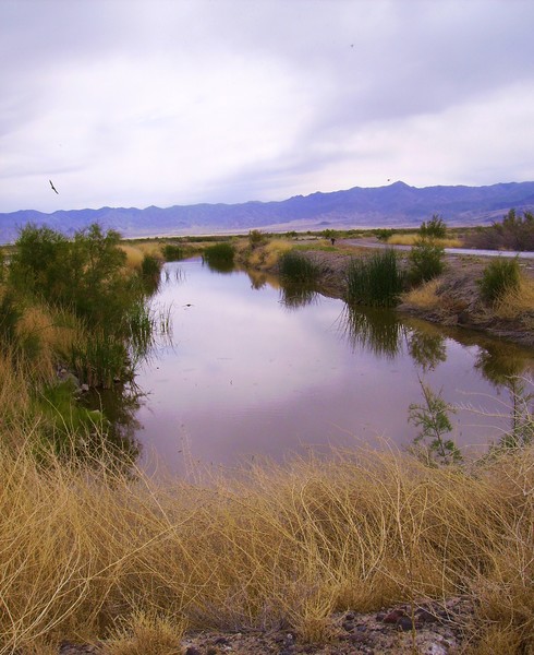 Still Water Wildlife Preserve, Fallon, NV