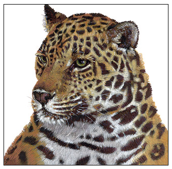 Leopard Study