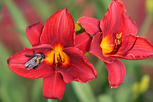 scarlet 1