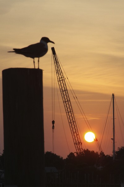 Sunset Tarpin Springs0658