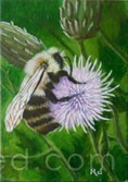 Bumble bee on Thistle (internet)
