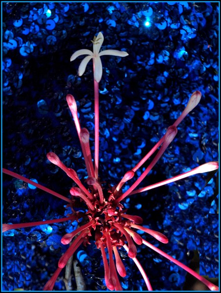 aflower