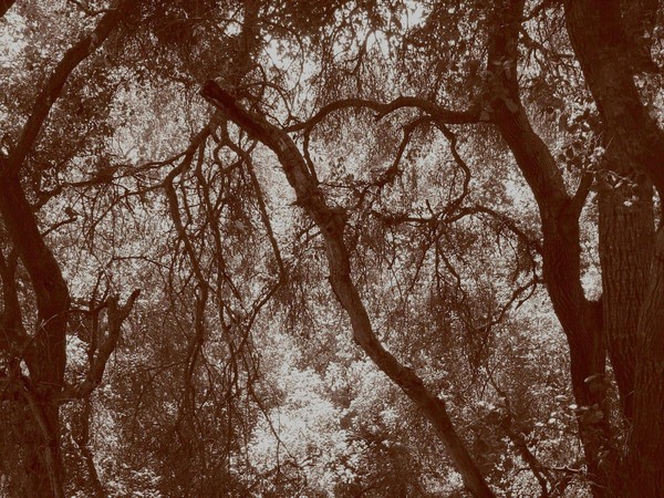 Oak Forest