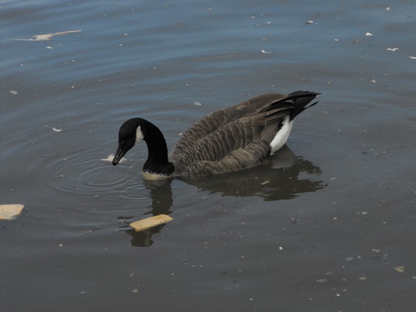Goose in pond
